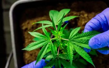 STF confirma decisão sobre porte de maconha para uso pessoal e fixa 40 gramas para diferenciar usuários de traficantes