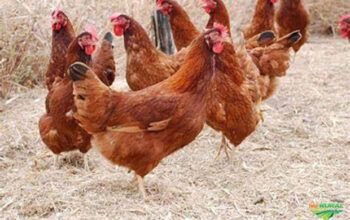 China suspende compra de frango do Brasil por 60 dias após 1º caso de gripe aviária