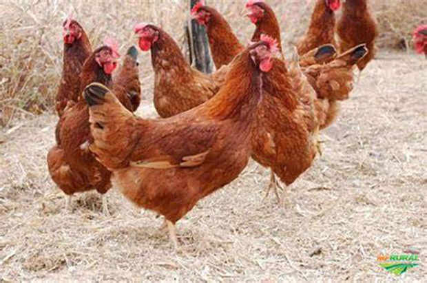 China suspende compra de frango do Brasil por 60 dias após 1º caso de gripe aviária