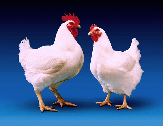 Restrição chinesa ao frango deve custar mais de US$ 100 milhões por mês