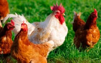 União Europeia também suspendeu compra de frango brasileiro por causa de gripe aviária