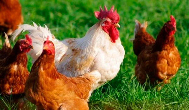 União Europeia também suspendeu compra de frango brasileiro por causa de gripe aviária