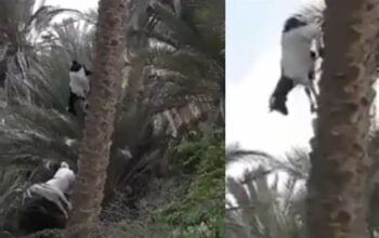 Vídeo mostra cabras descendo de árvore na vertical - É #FATO