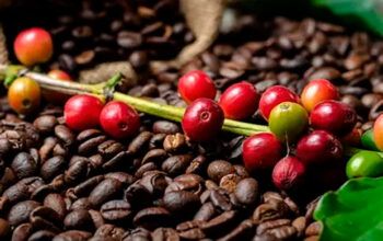 China libera 183 empresas brasileiras para exportar café ao país