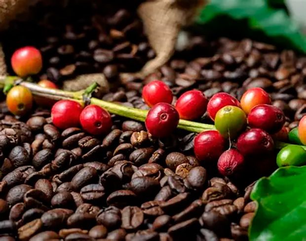 China libera 183 empresas brasileiras para exportar café ao país