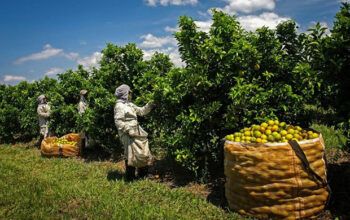 BNDES vai liberar R$ 12 bi para produtores rurais com perdas de safra