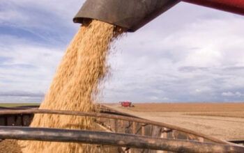 China não comprou sequer um grão de soja dos EUA esse ano