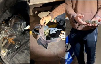 Lagartixas, jacarés e cobras são apreendidas em mochila de passageiro no PR