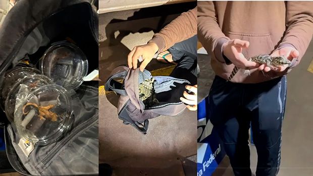 Lagartixas, jacarés e cobras são apreendidas em mochila de passageiro no PR