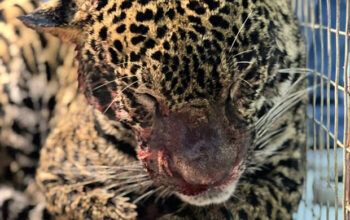 Onça-pintada é resgatada do Rio Negro próximo a Praia da Ponta Negra com tiro na cabeça; o animal está fora de perigo