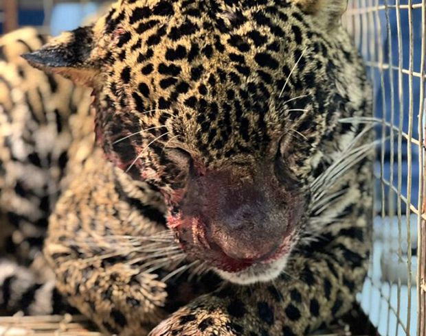 Onça-pintada é resgatada do Rio Negro próximo a Praia da Ponta Negra com tiro na cabeça; o animal está fora de perigo