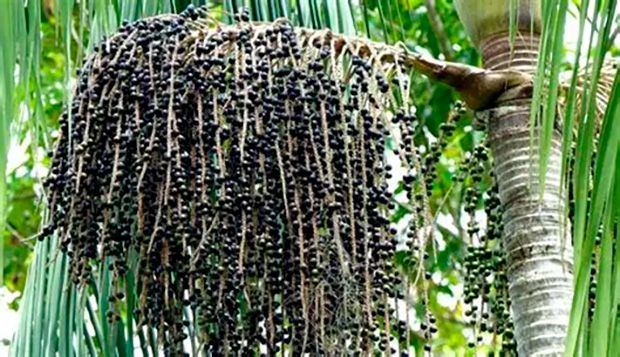 Produtores de São Paulo investem no cultivo de açaí