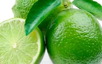 Queda de produtividade preocupa produtores de limão