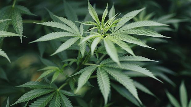 Anvisa autoriza Embrapa a realizar pesquisas com cultivo de cannabis