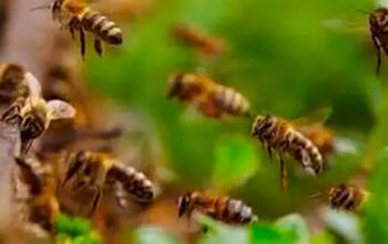 Ataque de abelhas mata homem e cão e deixa mulher ferida em Salto de Pirapora (SP)