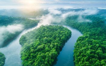 COP30: Alemanhã vai investir 1 bilhão de euros em fundo de florestas tropicais
