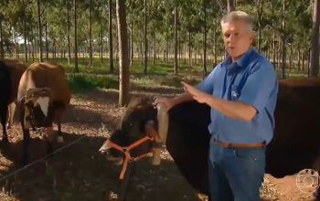 Globo corta matéria sobre arroto bovino ao noticiar a prisão de Bolsonaro