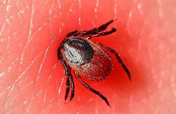 Homem de 34 anos morre vítima de febre maculosa no interior de SP