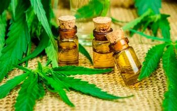 Mercado da maconha medicinal no Brasil chega a R$ 971 milhões em 2025