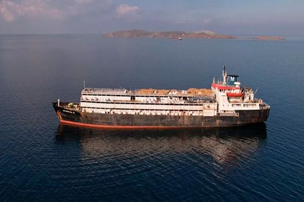 Navio com cerca de 3 mil vacas à beira da morte retorna ao Uruguai