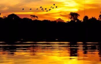 Suíça anuncia doação de R$ 33 milhões para Fundo Amazônia