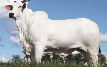 Vaca nelore comprada por sertanejo bate recorde mundial de preço e atinge R$ 13,5 milhões
