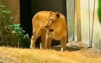 Leoa volta à jaula dias após ataque fatal em João Pessoa