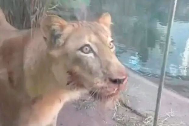 Morto por leoa após invadir jaula, “Vaqueirinho”  tinha 16 passagens na polícia