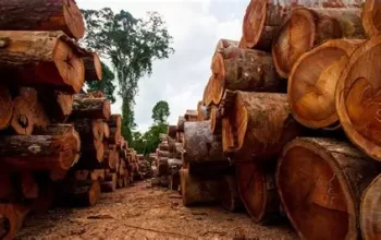 No Amazonas, 62% da exploração madeireira é feita ilegalmente