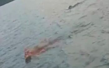 Onças são flagradas nadando por um grupo de amigos no rio no Paraná