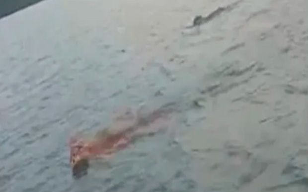 Onças são flagradas nadando por um grupo de amigos no rio no Paraná