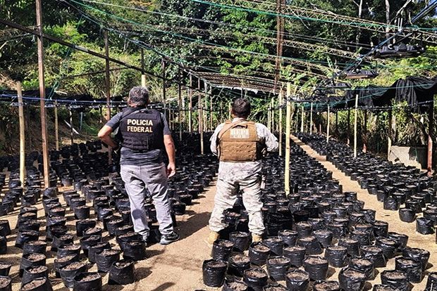 PF descobre laboratório do crime e plantação com 10 mil pés de maconha