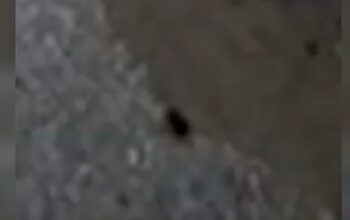 Ratos são flagrados centro cirúrgico do Hospital Universitário de Brasília