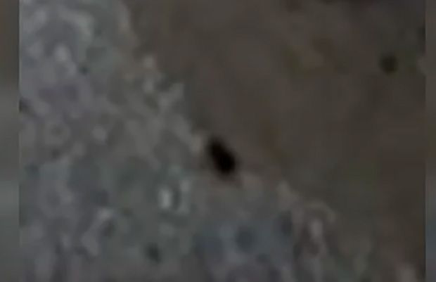 Ratos são flagrados centro cirúrgico do Hospital Universitário de Brasília