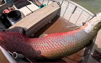 Pirarucu de 2,5 metros e 160 kg é capturado no Rio Marinheiro, em Cardoso (SP)