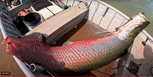 Pirarucu de 2,5 metros e 160 kg é capturado no Rio Marinheiro, em Cardoso (SP)