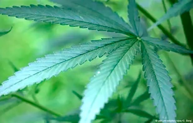 Donald Trump assina ordem que reclassifica maconha e flexibiliza restrições