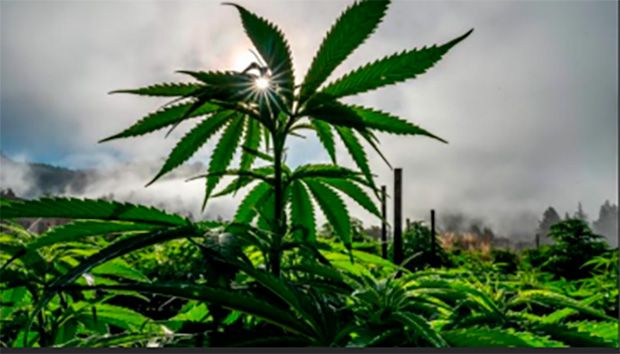 Trump discute decreto que afrouxa as restrições federais ao uso da maconha nos EUA