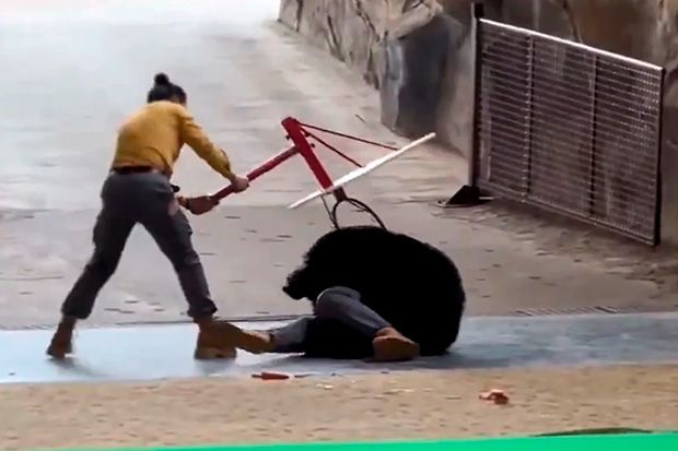 Urso ataca tratador ao término de apresentação em parque na China
