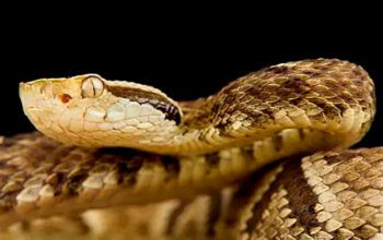 Visitante do Parque do Utinga escapa da morte após ser picado por cobra jararaca