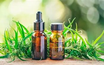 Anvisa manda Prefeitura de SP devolver canabidiol irregular comprado