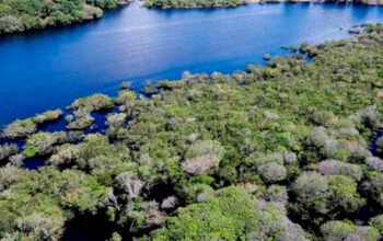 Família de Daniel Vorcaro é ligada a projeto bilionário de créditos de carbono no município de Apuí, sul do Amazonas