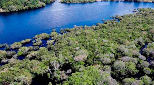 Família de Daniel Vorcaro é ligada a projeto bilionário de créditos de carbono no município de Apuí, sul do Amazonas