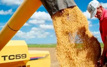 IBGE prevê safra recorde de 346 milhões de toneladas em 2025