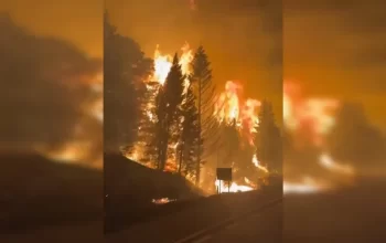Incêndios florestais destroem 5.500 hectares na Patagônia argentina