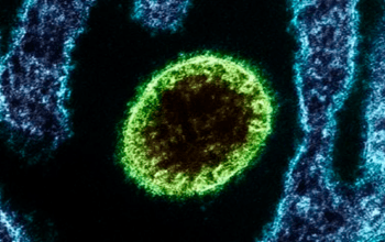 Novo surto de vírus letal preocupa autoridades