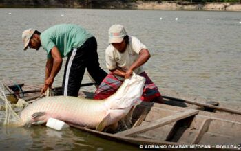 UFPA desenvolve pesquisa com genoma protege espécies de peixes da Amazônia como o pirarucu