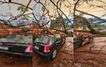 Árvore cai e destrói carro de brasiliense na Chapada dos Veadeiros