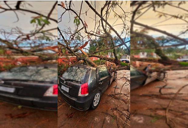 Árvore cai e destrói carro de brasiliense na Chapada dos Veadeiros