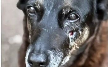 Adolescentes suspeitos de matar o cão Orelha voltam ao Brasil